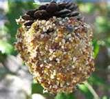 images of Bird Feeder Pinecone Peanut Butter