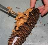 Bird Feeder Pinecone Peanut Butter images