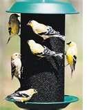 Bird Feeders Spread Disease photos Bird Feeders Spread Disease photos