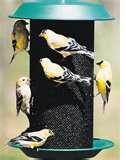 Bird Feeders Spread Disease photos