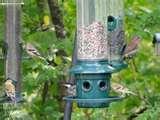 images of Bird Feeders Olympia Wa images of Bird Feeders Olympia Wa