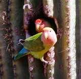 Bird Feeders Phoenix Area Bird Feeders Phoenix Area