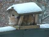 Bird Feeder Minnesota