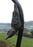 Bird Feeder Sculpture pictures Bird Feeder Sculpture pictures
