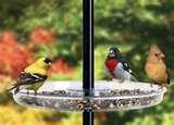 pictures of Bird Feeder Types Uk