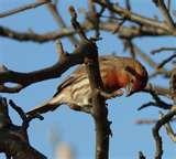 pictures of Bird Feeders North Carolina pictures of Bird Feeders North Carolina