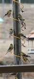 photos of Rubicon Bird Feeders photos of Rubicon Bird Feeders