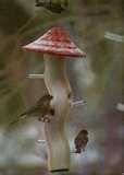 photos of Bird Feeder Elementary photos of Bird Feeder Elementary