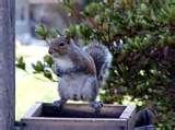 Bird Feeders Squirrel Free photos Bird Feeders Squirrel Free photos