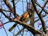 Bird Feeders North Carolina Bird Feeders North Carolina