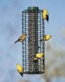 pictures of Bird Feeder Halo pictures of Bird Feeder Halo