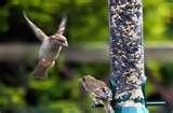 photos of Bird Feeders Of Nature