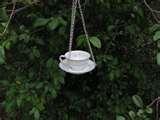 Bird Feeder Teacup images