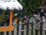 Bird Feeder Halo Bird Feeder Halo