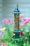 Bird Feeders Squirrel Free pictures Bird Feeders Squirrel Free pictures