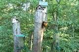 Bird Feeders North Carolina photos Bird Feeders North Carolina photos