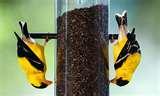 Bird Feeder Types Uk pictures Bird Feeder Types Uk pictures