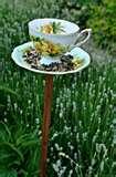 photos of Bird Feeder Teacup