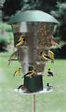Bird Feeders Squirrel Free photos Bird Feeders Squirrel Free photos