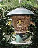 Bird Feeders Squirrel Free images Bird Feeders Squirrel Free images