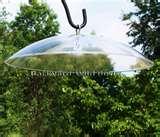 pictures of Bird Feeders Squirrel Free pictures of Bird Feeders Squirrel Free