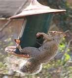Bird Feeders Squirrel Free photos Bird Feeders Squirrel Free photos
