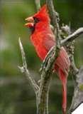 Bird Feeders North Carolina photos Bird Feeders North Carolina photos
