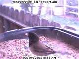 Bird Feeder Elementary photos Bird Feeder Elementary photos