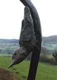 Bird Feeder Sculpture images Bird Feeder Sculpture images