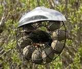 pictures of Bird Feeder Types Uk pictures of Bird Feeder Types Uk