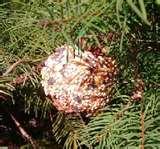 images of Bird Feeder Elementary images of Bird Feeder Elementary