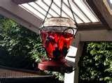Bird Feeders Direct images Bird Feeders Direct images