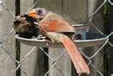 photos of Bird Feeders Kansas City Mo