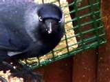 Bird Feeder Jackdaws images Bird Feeder Jackdaws images