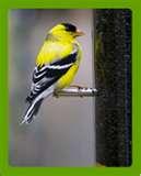 images of Bird Feeders Models images of Bird Feeders Models