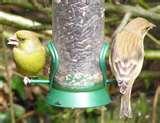 images of Bird Feeder Jackdaws