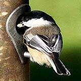pictures of Bird Feeder Data pictures of Bird Feeder Data