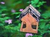 photos of Bird Feeders Nfl photos of Bird Feeders Nfl