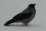 Bird Feeder Jackdaws images Bird Feeder Jackdaws images