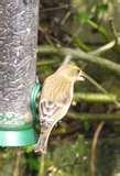 Bird Feeder Jackdaws pictures