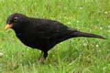 Bird Feeder Jackdaws pictures