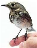 Bird Feeders Baths photos Bird Feeders Baths photos