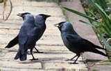 images of Bird Feeder Jackdaws