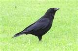 pictures of Bird Feeder Jackdaws