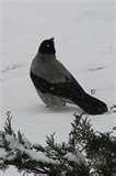 pictures of Bird Feeder Jackdaws