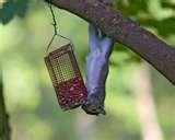 images of Bird Feeder Rig images of Bird Feeder Rig