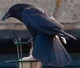 pictures of Bird Feeder Jackdaws