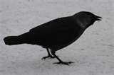 photos of Bird Feeder Jackdaws photos of Bird Feeder Jackdaws