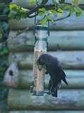 images of Bird Feeder Jackdaws images of Bird Feeder Jackdaws