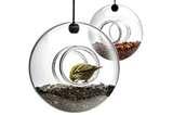 photos of Bird Feeder Small Birds photos of Bird Feeder Small Birds